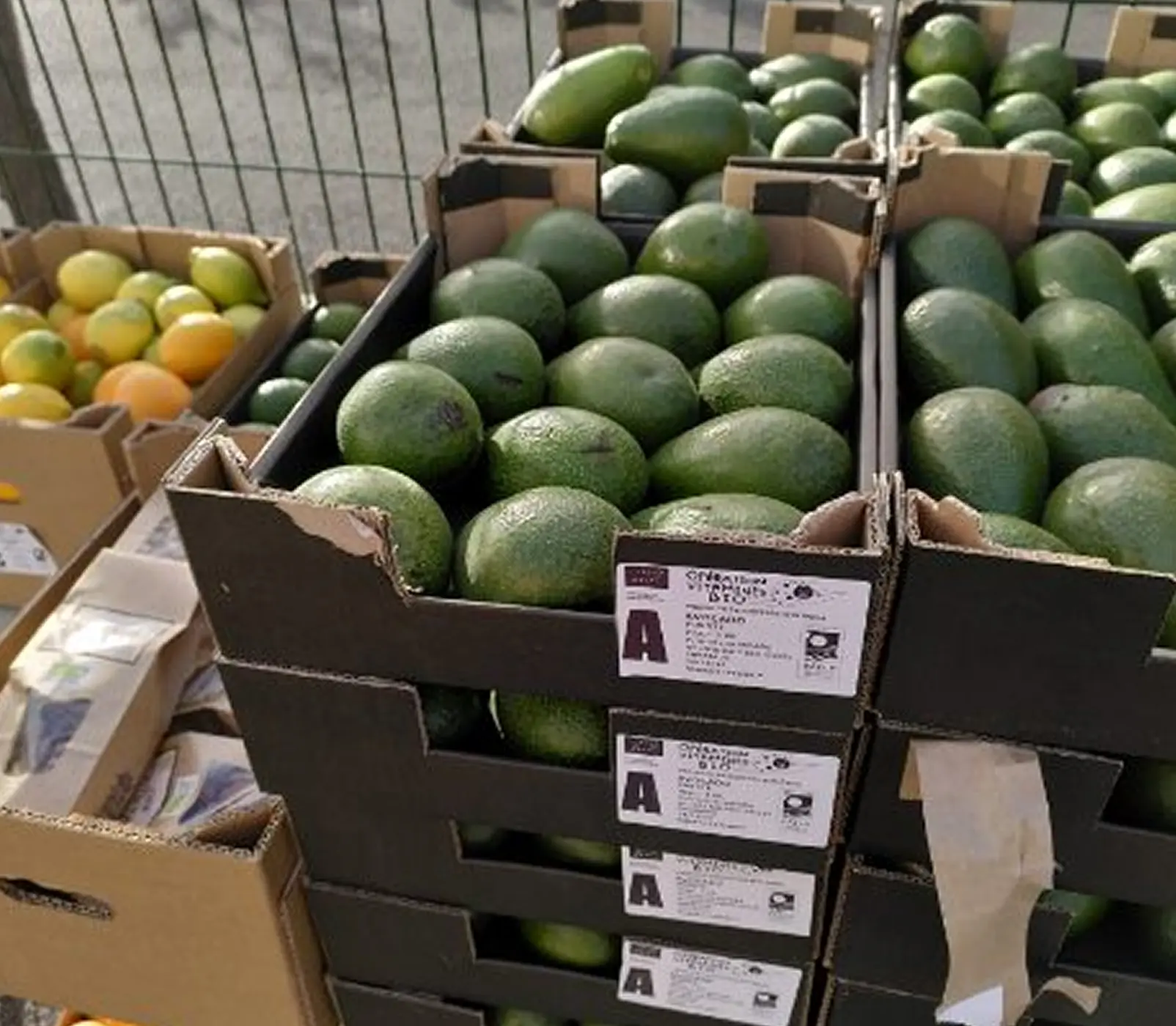 cagettes d'avocats association